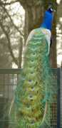 burung-merak 24 senarai